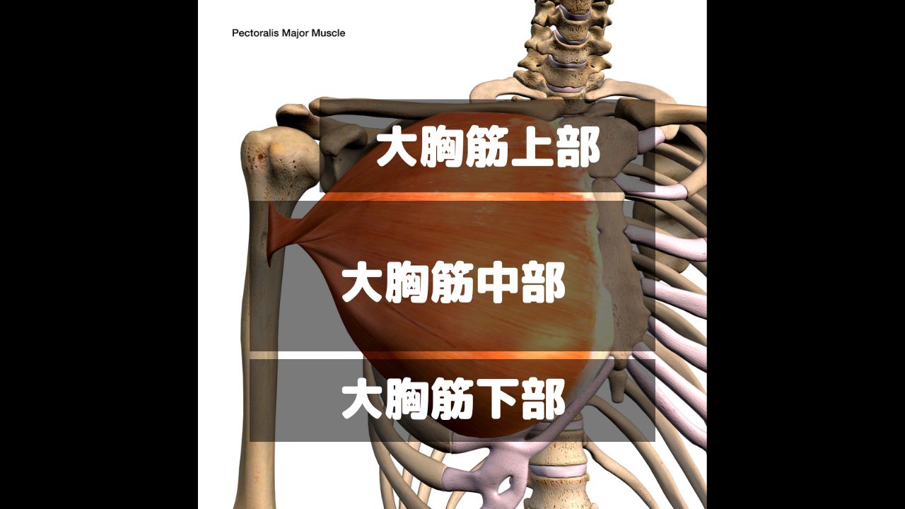 大胸筋は３つの部位に分けられる