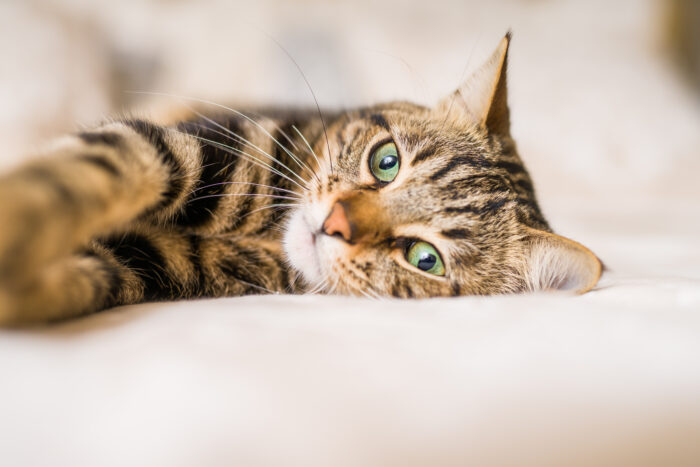 猫のストレス原因とは？愛猫の健康を守るために知っておきたいこと