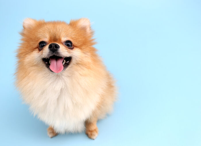 犬の口臭の原因とは？獣医師が解説する主な要因と対策