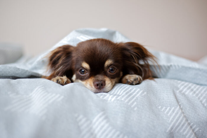 犬のストレス原因とは？愛犬の健康を守るために知っておきたいこと