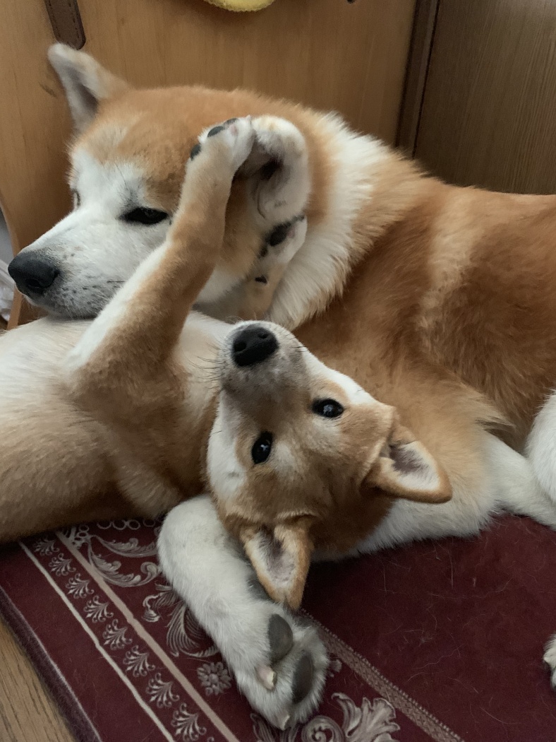 ひめくりワンダホー むぎくん 1歳1カ月 Tokyo Headline