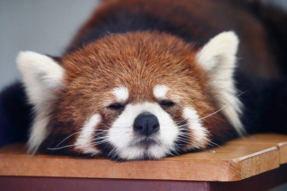 レッサーパンダの聖地 が教える市立動物園の未来と課題 Tokyo Headline