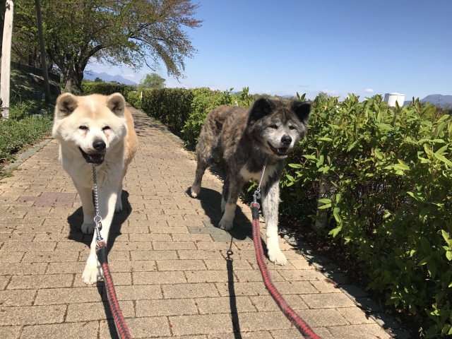 散歩中のトラブル防止 犬に喧嘩させないために必要な3ステップ Tokyo Headline