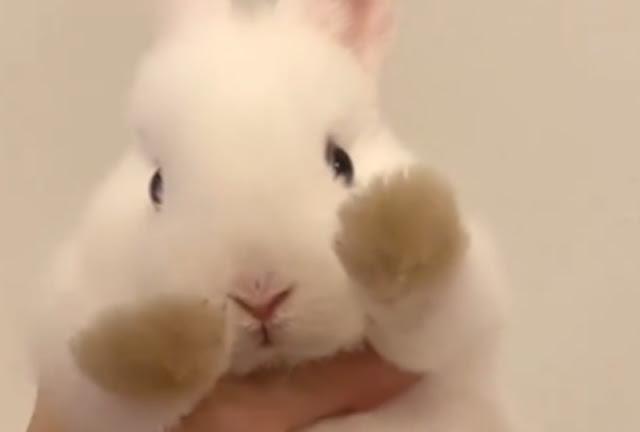 Mofmo モフモ フワフワ モコモコの真っ白なウサギさん 揃った手足に胸キュンが止まらない Tokyo Headline