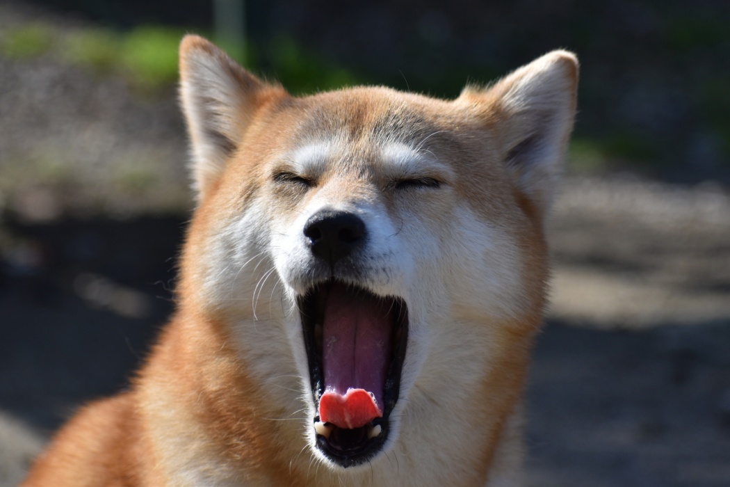 カーミングシグナルって しぐさやサインの本当の意味 犬編 Tokyo Headline