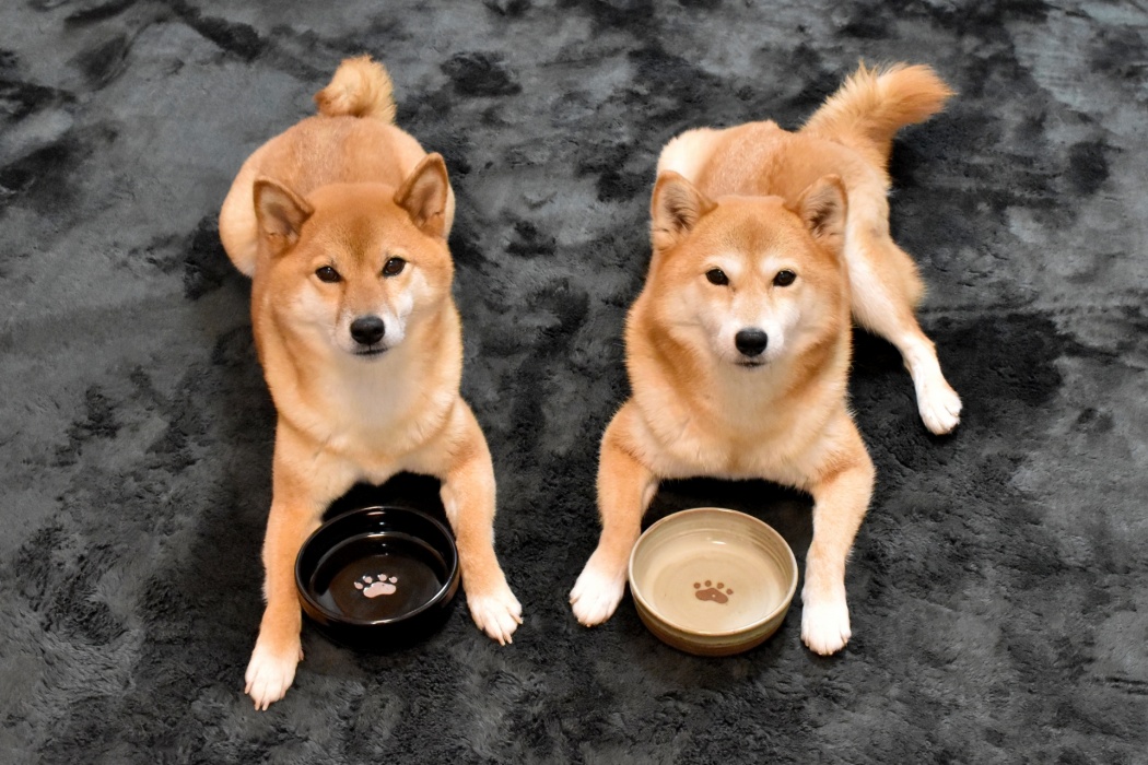 犬 糸 食べ た