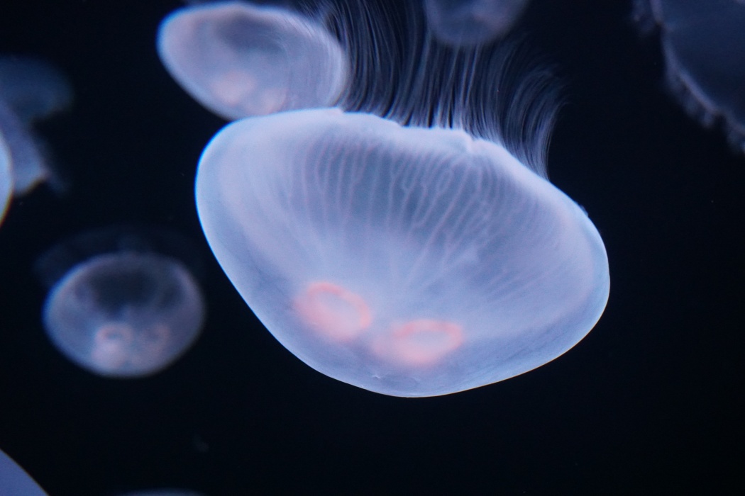 視界すべてがクラゲ 幻想的な水中世界に没入するサンシャイン水族館の新展示に癒される ページ 2 Tokyo Headline